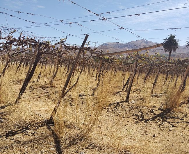 Terrenos en El Durazno – Valle de Elqui