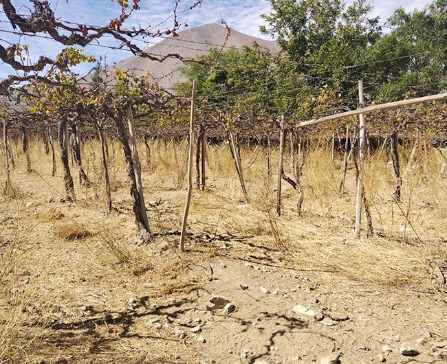 Terrenos en El Durazno – Valle de Elqui